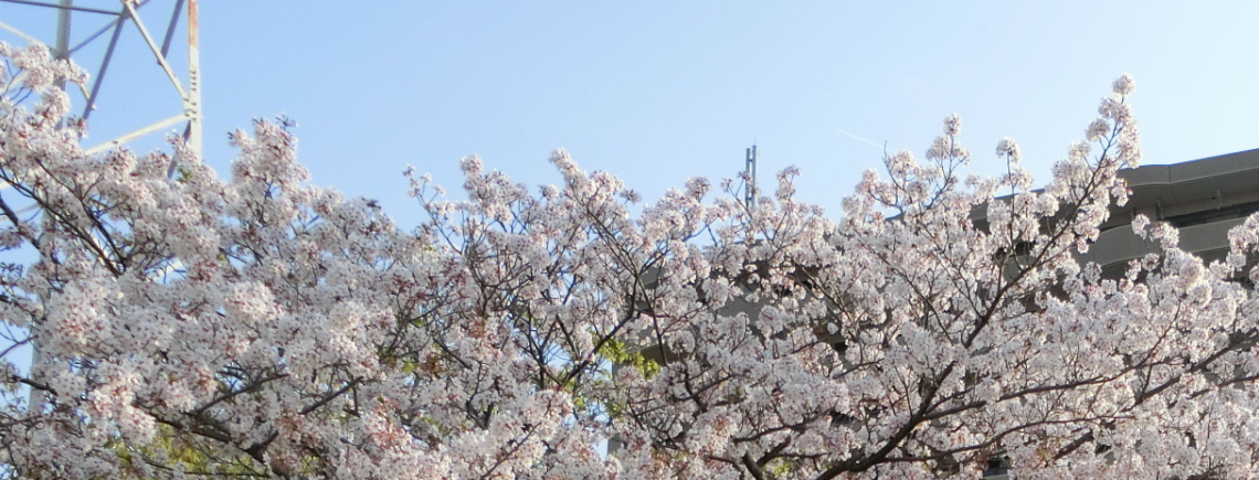 桜の画像