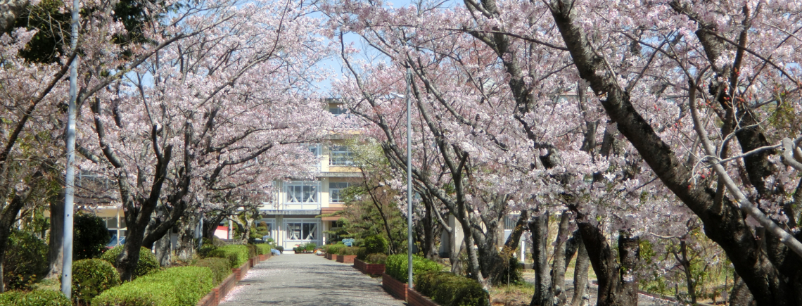 幸いの道　桜